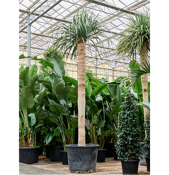 Dracena draco (500-525) 4DRDRRS24