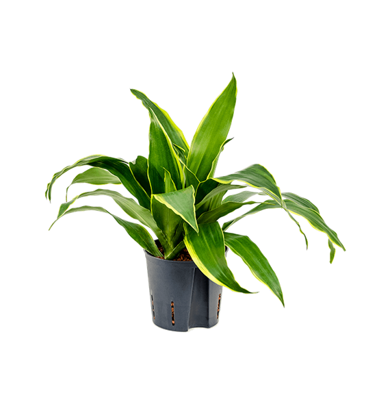 Dracena fragrans 'Arturo' 2DRAR2K10
