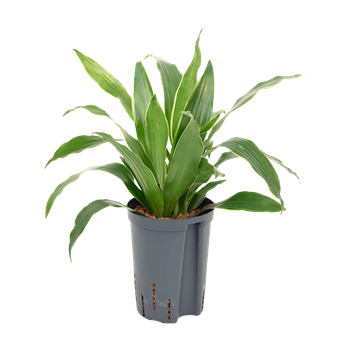 Dracena fragrans 'Arturo' 1DRAR2K12