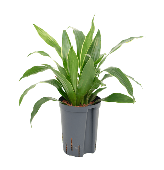 Dracena fragrans 'Arturo' 1DRAR2K12