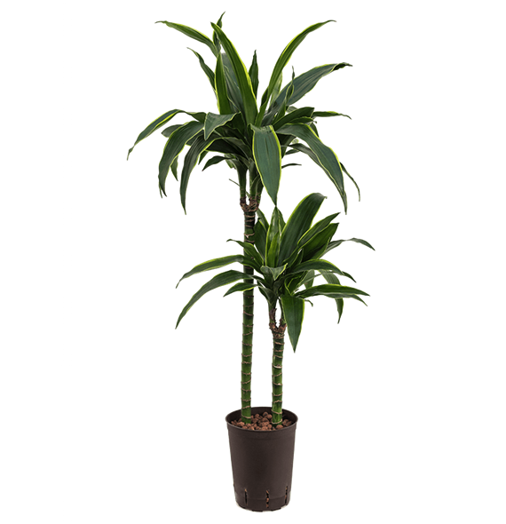 Dracena fragrans 'Arturo' 1DRAR2S20