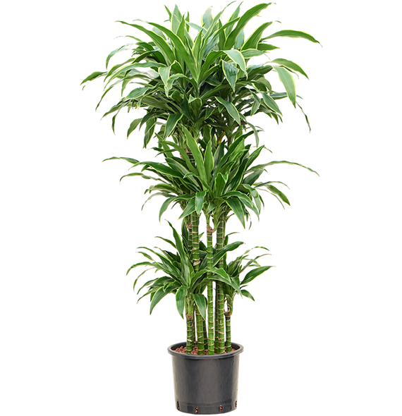 Dracena fragrans 'Arturo' 1DRARCA92