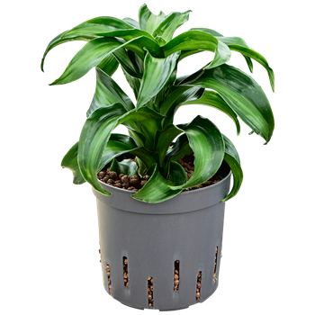 Dracena fragrans 'Black Kanzi' 2DRBKKO10