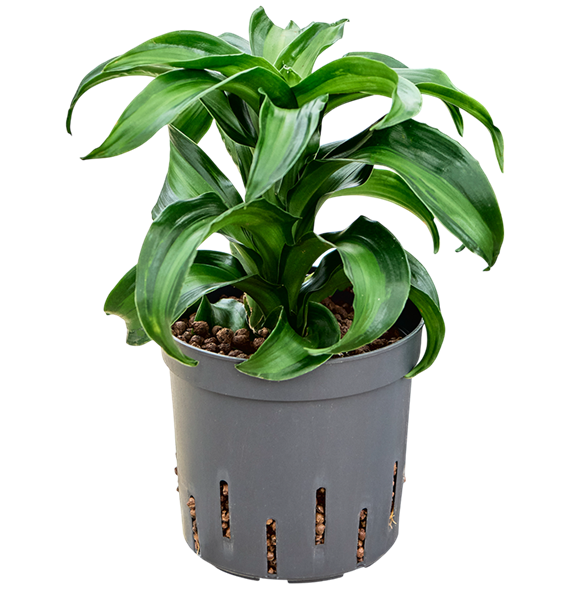 Dracena fragrans 'Black Kanzi' 2DRBKKO10