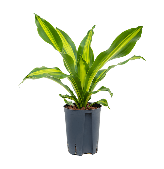 Dracena fragrans 'Burley' 1DRBUKO02