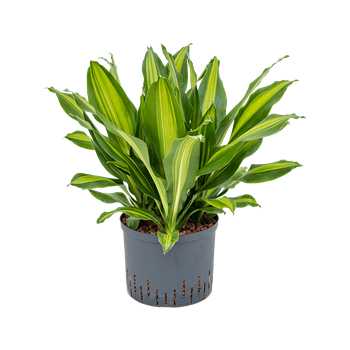 Dracena fragrans 'Burley' 1DRBU3K10