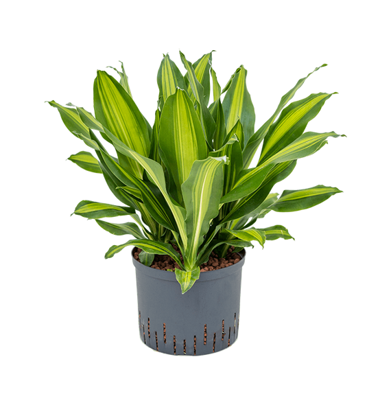 Dracena fragrans 'Burley' 1DRBU3K10