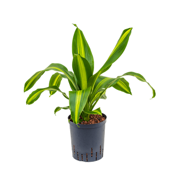 Dracena fragrans 'Burley' 1DRBUKO05