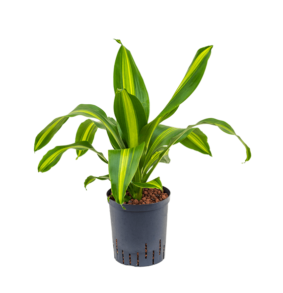 Dracena fragrans 'Burley' 1DRBUKO05