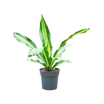 Dracena fragrans 'Burley' 4DRBUKO17