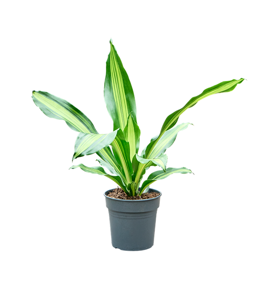 Dracena fragrans 'Burley' 4DRBUKO17
