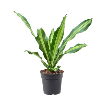 Dracena fragrans 'Burley' 4DRBUKO19