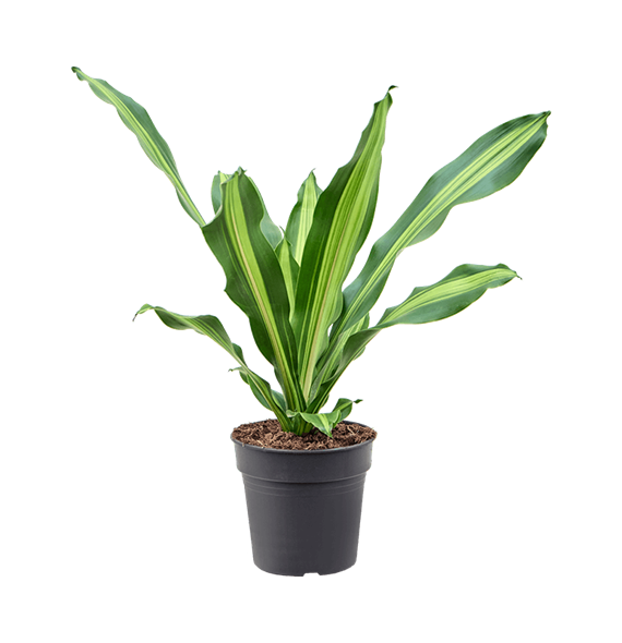 Dracena fragrans 'Burley' 4DRBUKO19