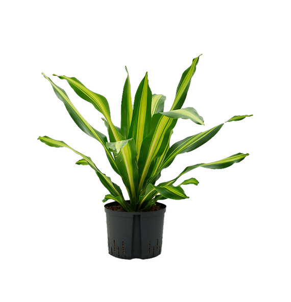 Dracena fragrans 'Burley' 1DRBUKO25