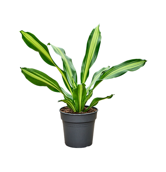 Dracena fragrans 'Burley' 4DRBUKO10