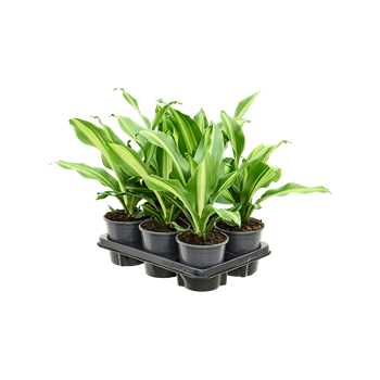 Dracena fragrans 'Burley' 6/tray 4DRBUKO13