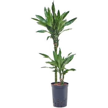 Dracena fragrans 'Burundii' 1DRBU2S12