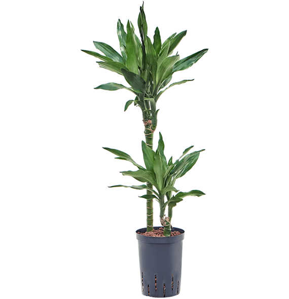 Dracena fragrans 'Burundii' 1DRBU2S12