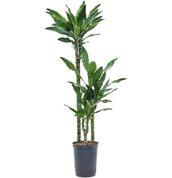 Dracena fragrans 'Burundii' 1DRBU3S10