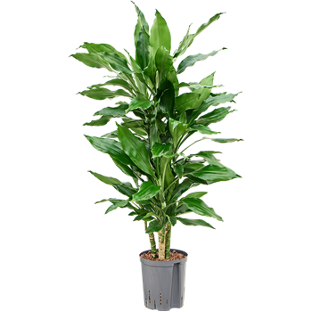 Dracena fragrans 'Burundii' 1DRBUCA16