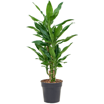 Dracena fragrans 'Burundii' 4DRJBVT18