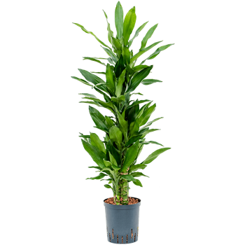Dracena fragrans 'Burundii' 1DRBUCA18