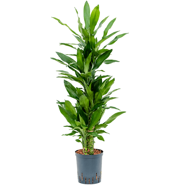 Dracena fragrans 'Burundii' 1DRBUCA18