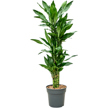 Dracena fragrans 'Burundii' 4DRJBCA21