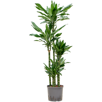 Dracena fragrans 'Burundii' 1DRBUCA30