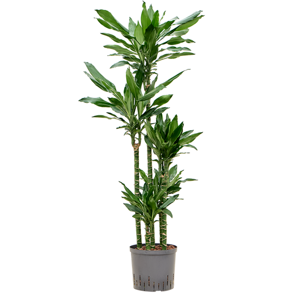 Dracena fragrans 'Burundii' 1DRBUCA30