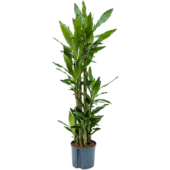 Dracena fragrans 'Burundii' 1DRBUCA22