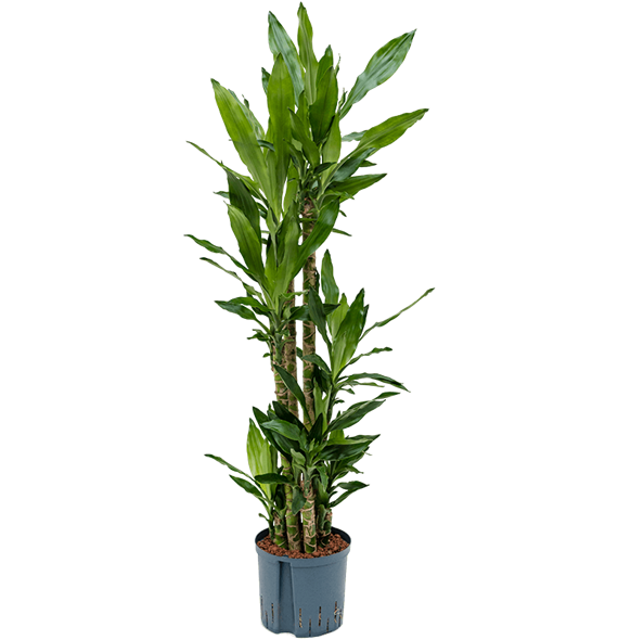 Dracena fragrans 'Burundii' 1DRBUCA22