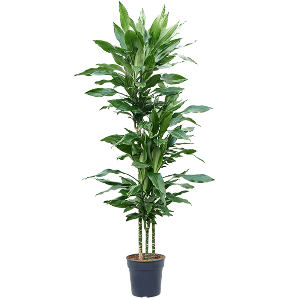 Dracena fragrans 'Burundii' 4DRJB3S20