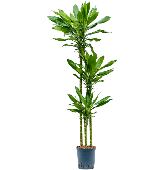 Dracena fragrans 'Burundii' 1DRBU3S20