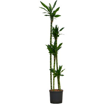 Dracena fragrans 'Burundii' 1DRBU4S10