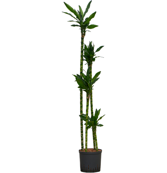 Dracena fragrans 'Burundii' 1DRBU4S10