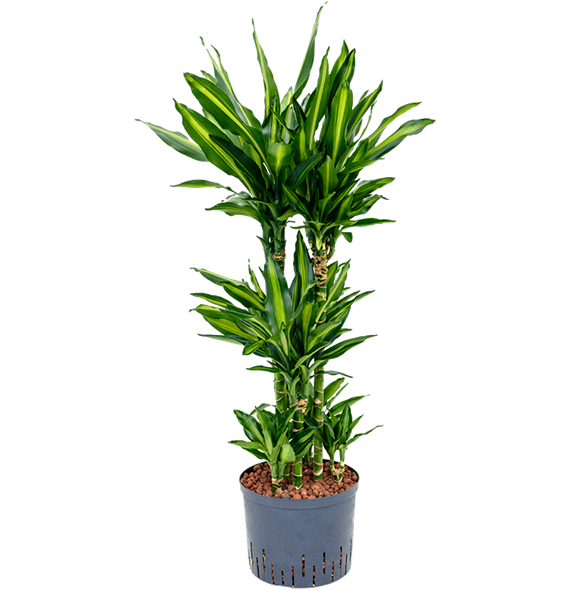 Dracena fragrans 'Cintho 1DRFCCA12