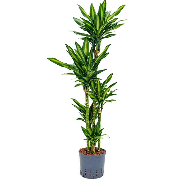Dracena fragrans 'Cintho 1DRFCCA15