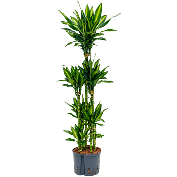 Dracena fragrans 'Cintho 1DRFCCA20