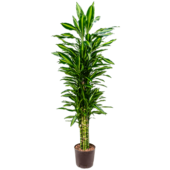 Dracena fragrans 'Cintho 1DRFCVT15