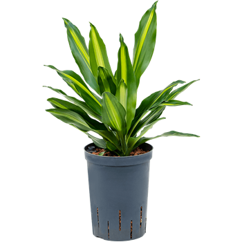 Dracena fragrans 'Cintho' 1DRFC2K10