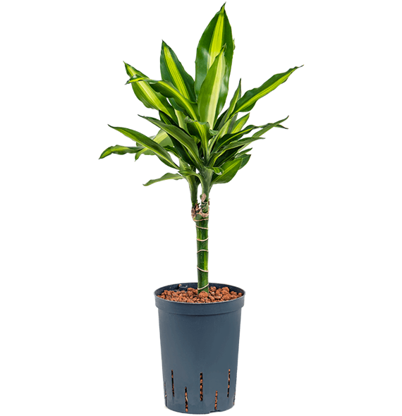 Dracena fragrans 'Cintho' 1DRFC1S20
