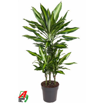 Dracena fragrans 'Cintho' F00002490