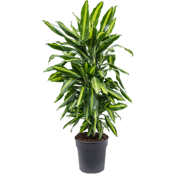 Dracena fragrans 'Cintho' 4DRCIVT03