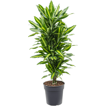 Dracena fragrans 'Cintho' 4DRCIVT05