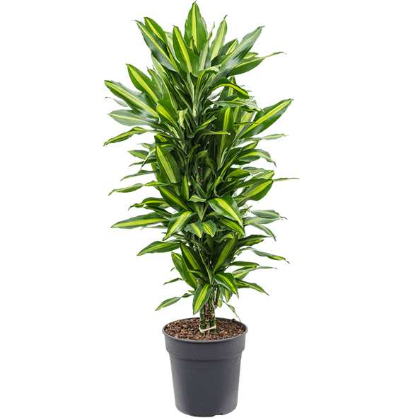 Dracena fragrans 'Cintho' 4DRCIVT05