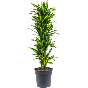 Dracena fragrans 'Cintho' 4DRCIVT10