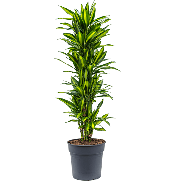 Dracena fragrans 'Cintho' 4DRCIVT10