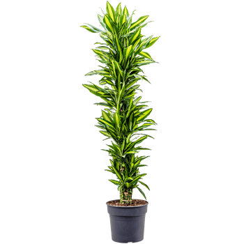 Dracena fragrans 'Cintho' 4DRCIVT34