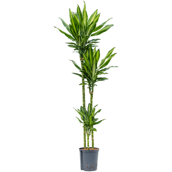 Dracena fragrans 'Cintho' 1DRFC3S10